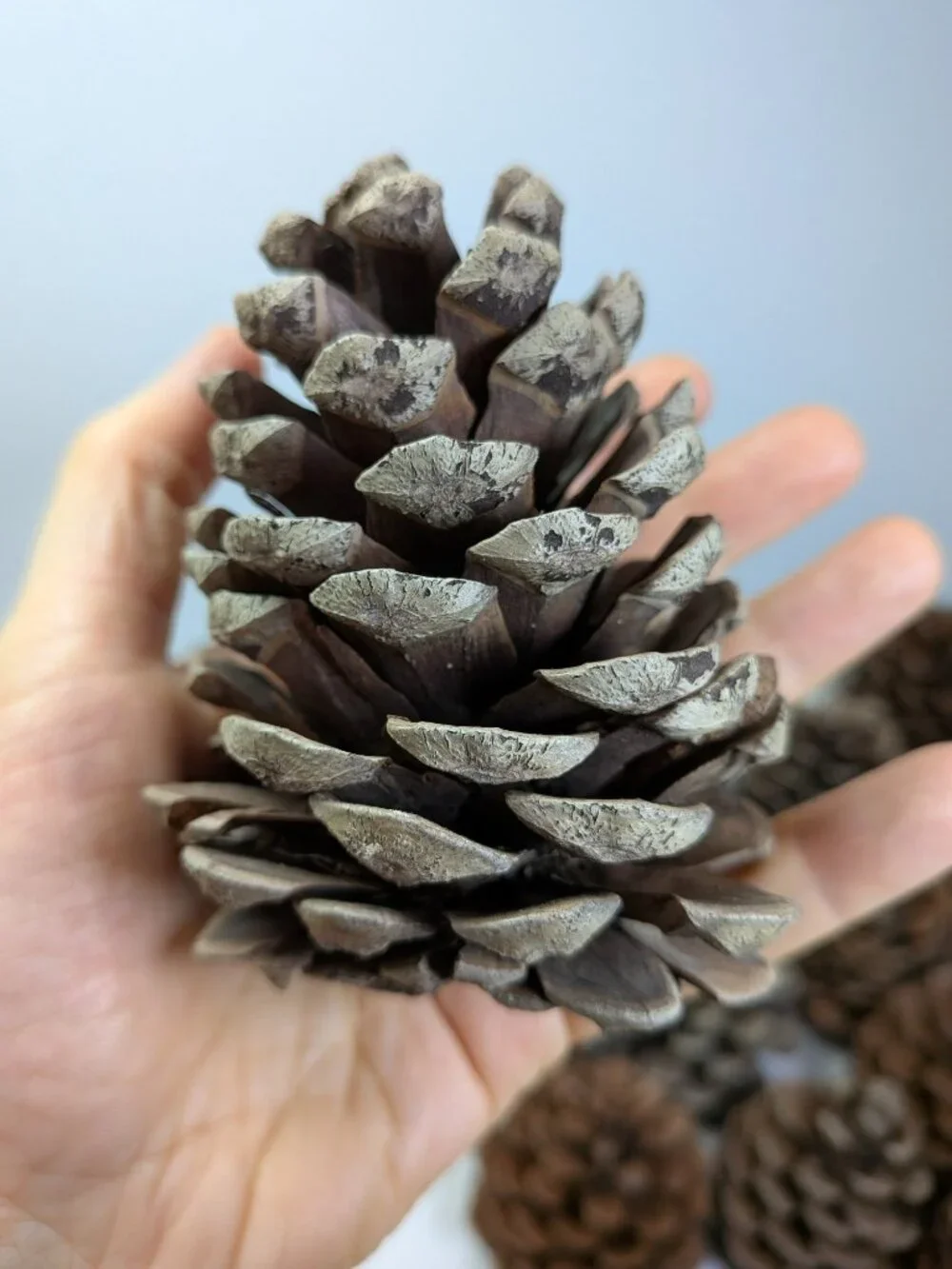 40 Extra Thick Natural Real Pinecones 3